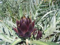 Cynara scolymus