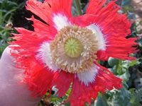 Papaver somniferum