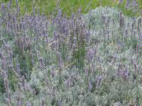 Lavandula x intermedia