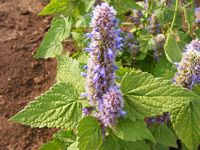 Agastache species