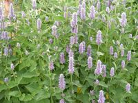 Agastache species
