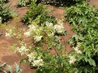 Filipendula ulmaria