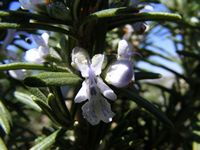 Rosmarinus officinalis 'Severn Sea'