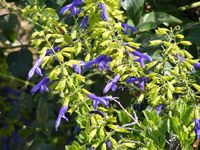 Salvia mexicana 'Limelight"