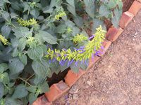Salvia mexicana 'Limelight"