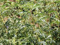 Tagetes nelsonii Tagetes nelsonii