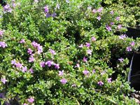 Thymus serpyllum