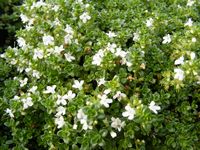 Thymus serpyllum albus