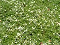 Thymus serpyllum albus