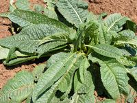 Echium vulgare 