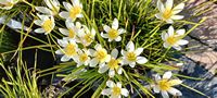 Zephyranthes candida Zephyranthes candida
